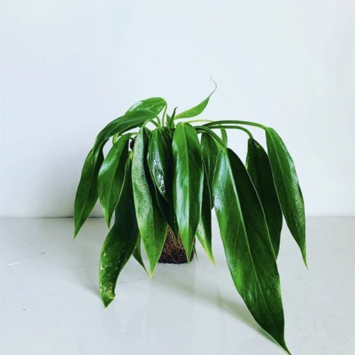 Philodendron Heather May - Ladybird Nursery