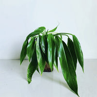 Philodendron Heather May