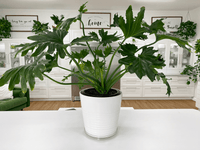 Philodendron Hope