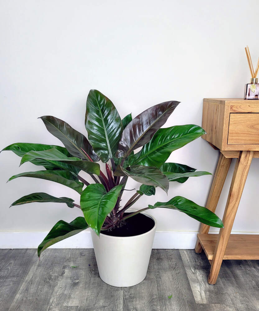 Philodendron Imperial Red