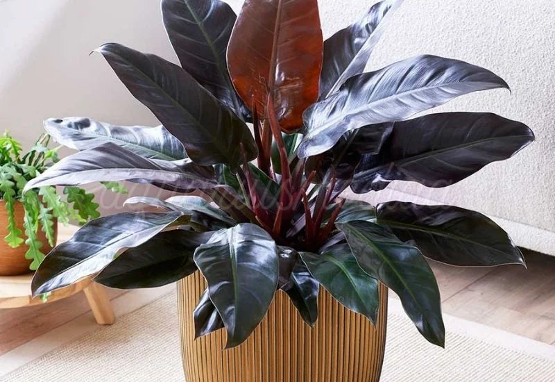 Philodendron Imperial Red