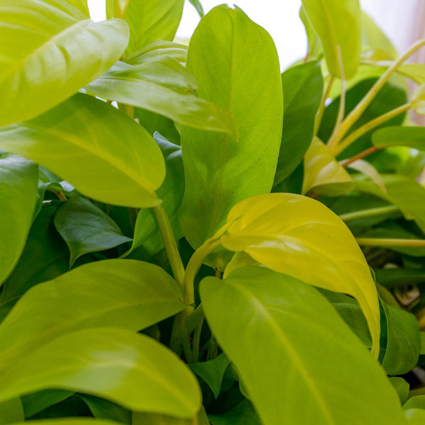 Philodendron Lemon Lime (Philodendron hederaceum)