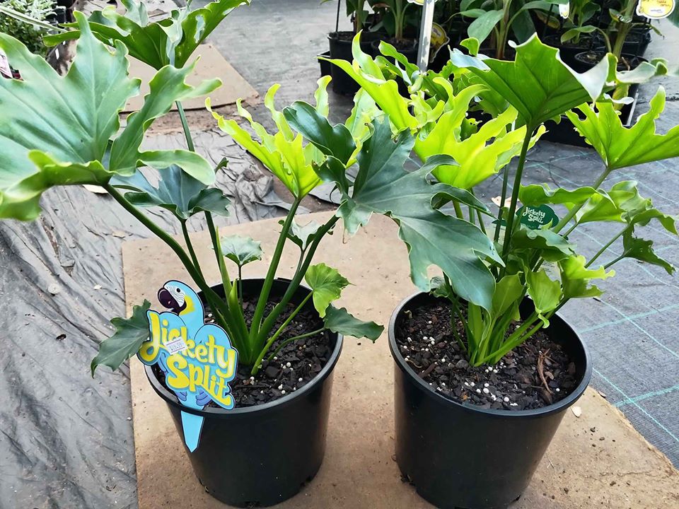 Philodendron Lickety Split