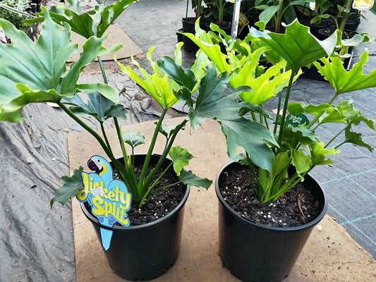Philodendron Lickety Split