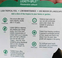 Philodendron Lickety Split