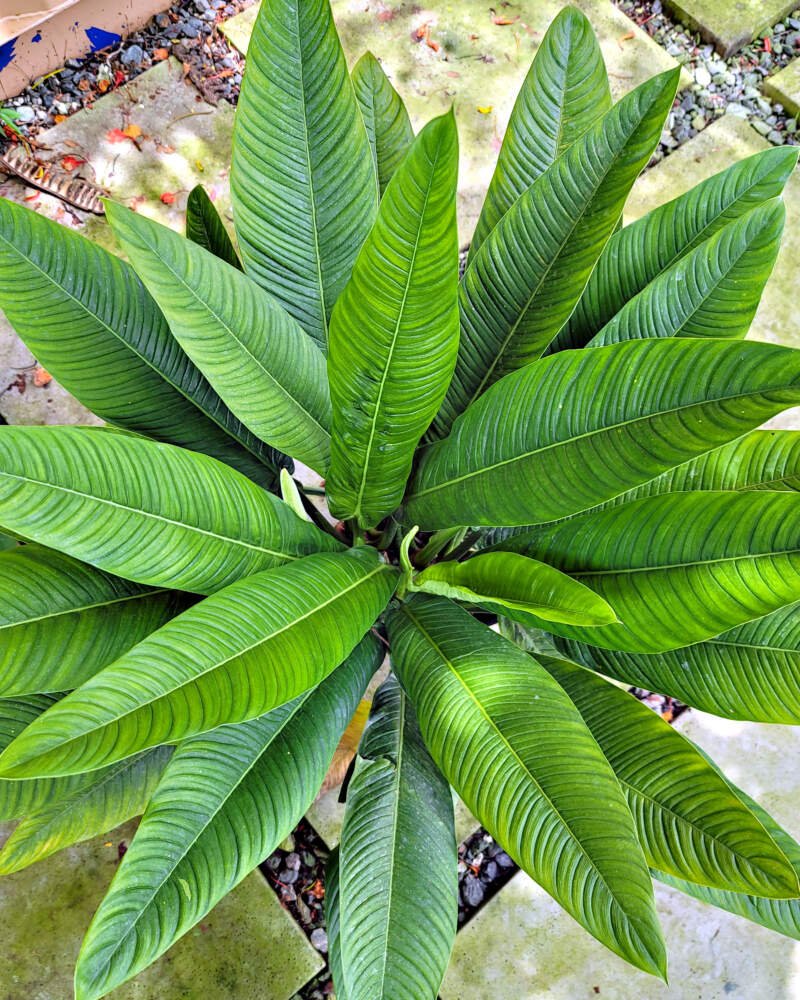 Philodendron Lynette - Ladybird Nursery