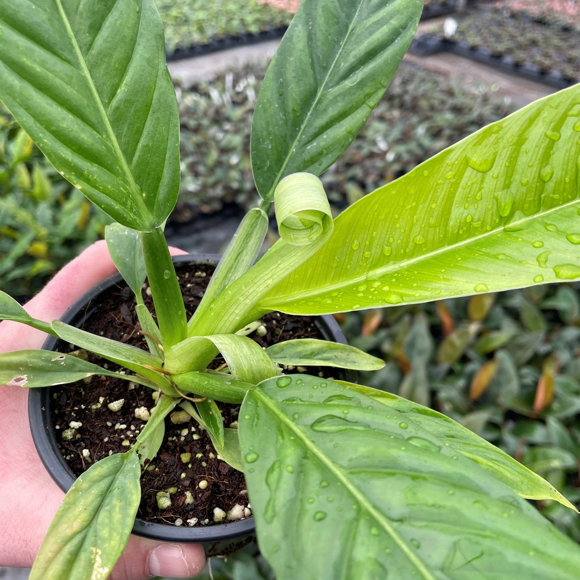 Philodendron Lynette