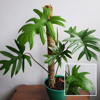 Philodendron Tahiti Green (Philodendron mayoi)