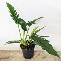 Philodendron Narrow Tiger Tooth