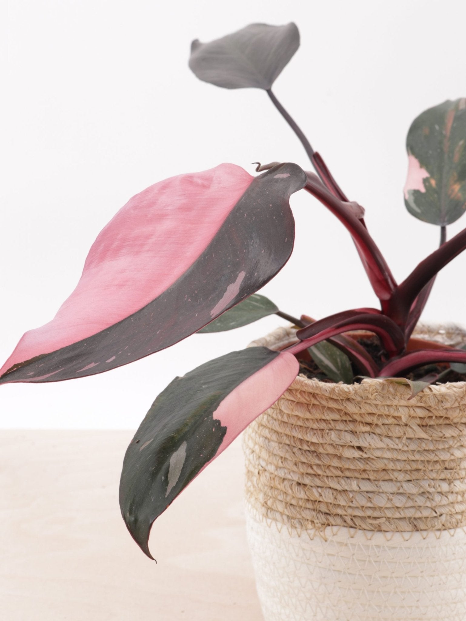 Philodendron 'Pink Princess' - Ladybird Nursery