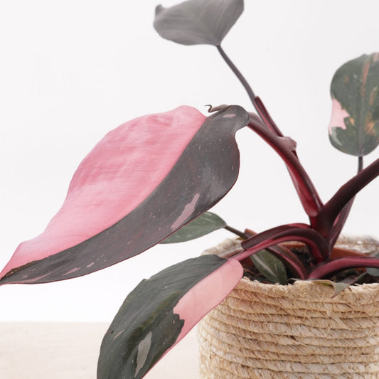 Philodendron 'Pink Princess' - Ladybird Nursery