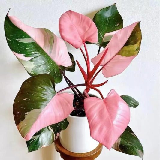 Philodendron 'Pink Princess' - Ladybird Nursery