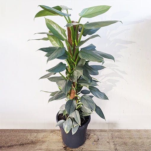 Philodendron Silver Sword Totem poles (Philodendron hastatum) - Ladybird Nursery