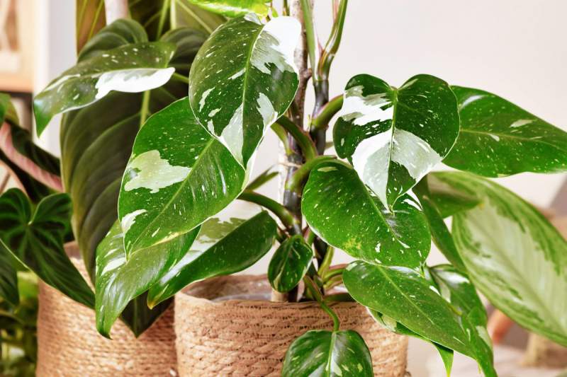 Philodendron 'White Princess'