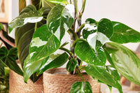 Philodendron 'White Princess'