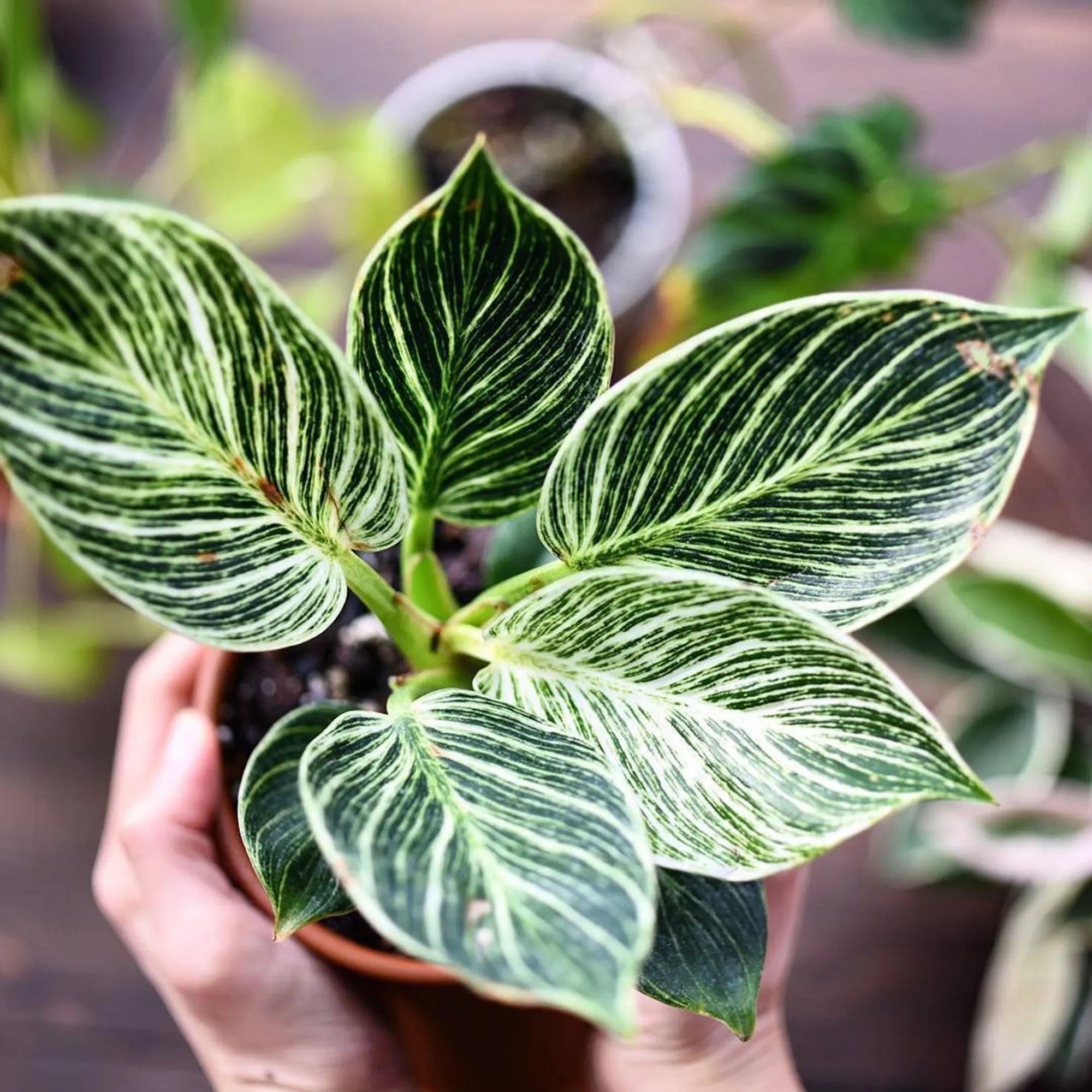 philodendron birkin australia Philodendron Birkin Plant – Buy Now! – Ladybird Nursery