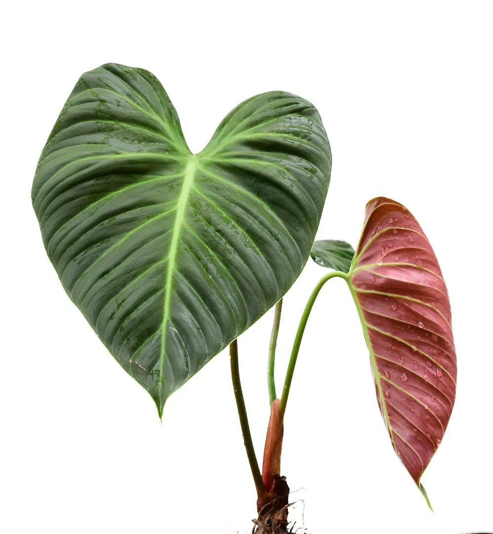Philodendron El Choco Red - Ladybird Nursery