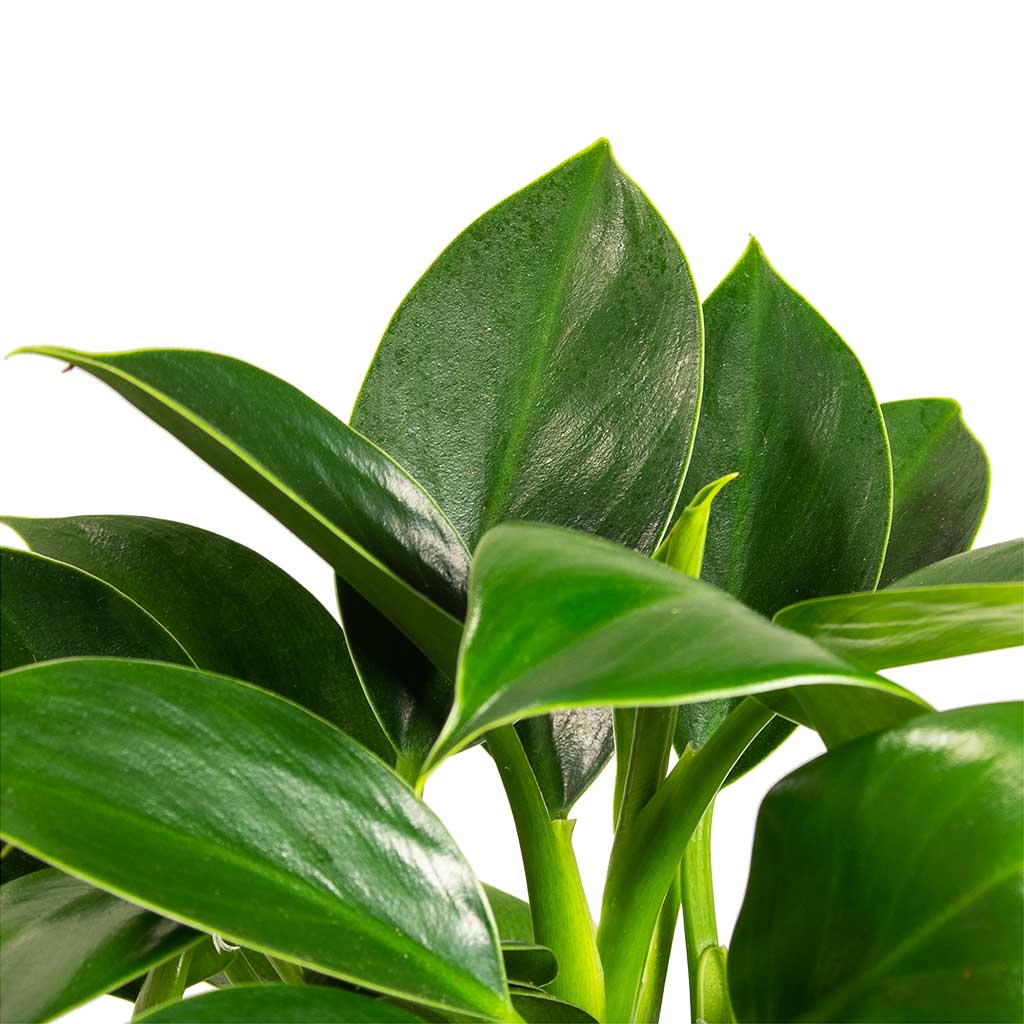 Philodendron Green (Philodendron erubescens)