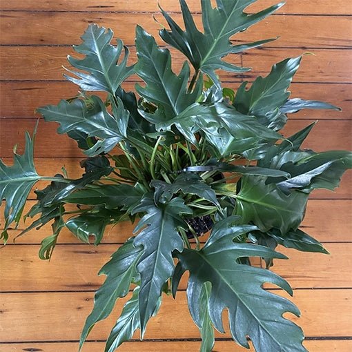 Philodendron Heather May - Ladybird Nursery