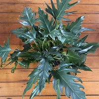 Philodendron Heather May - Ladybird Nursery