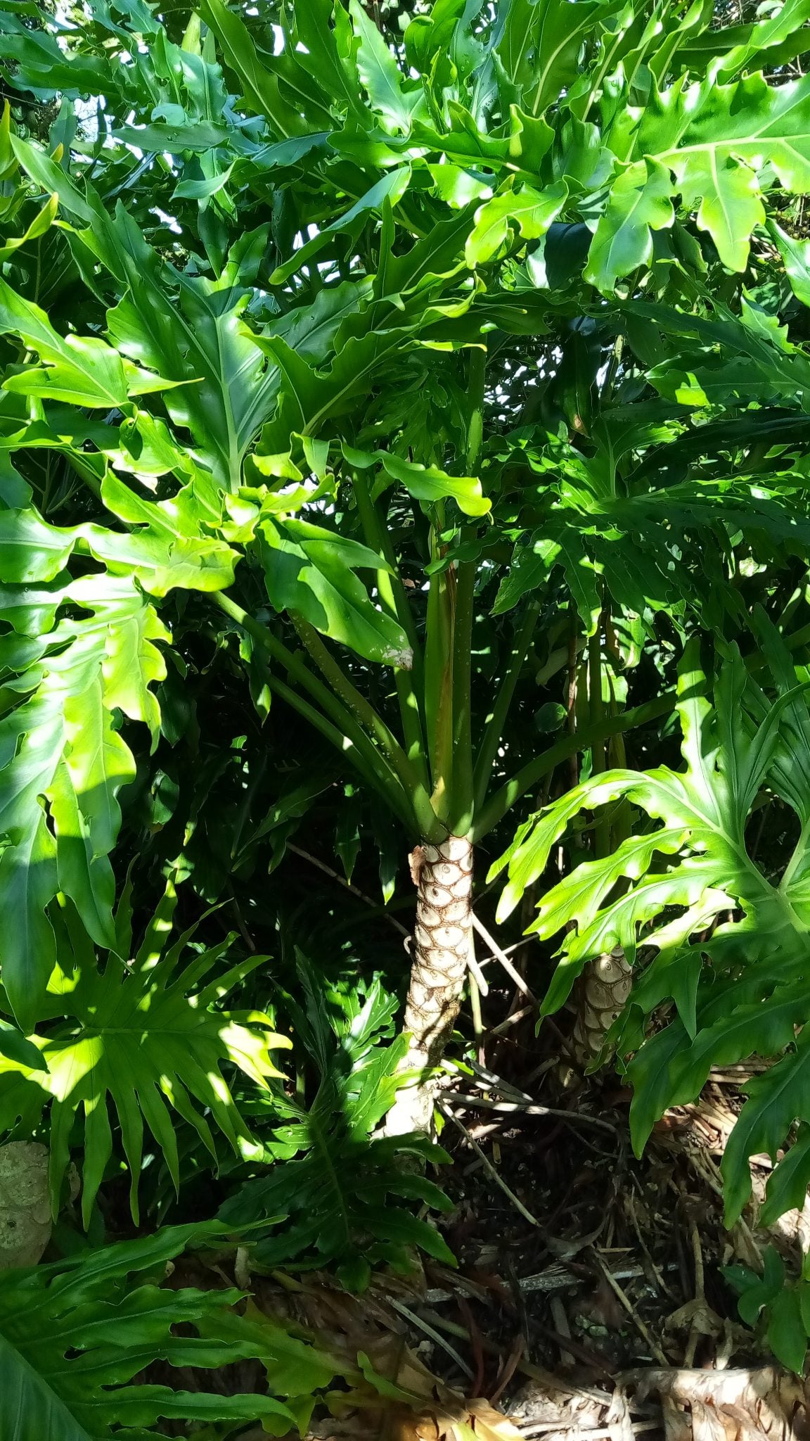 Tree Philodendron (Philodendron selloum)