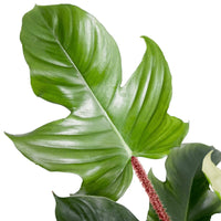 Philodendron (Philodendron squamiferum)