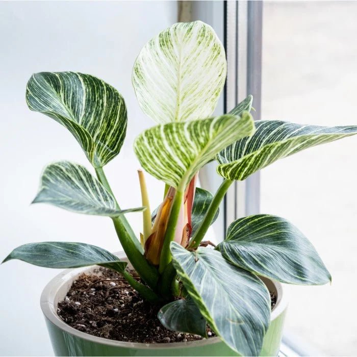 Philodendron Birkin - Ladybird Nursery