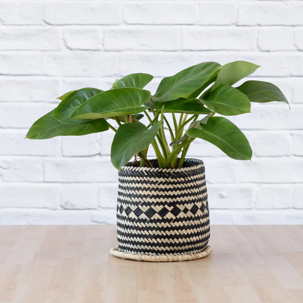 Philodendron Emerald Green - Ladybird Nursery