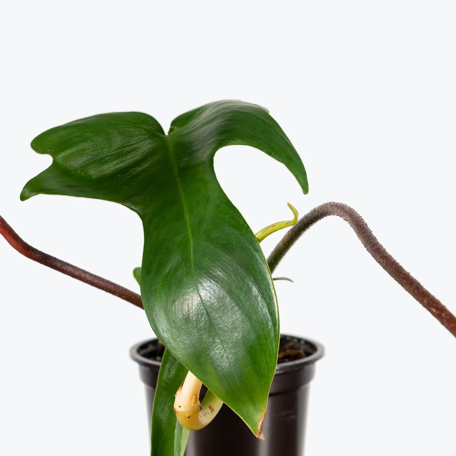 Philodendron Rudolph