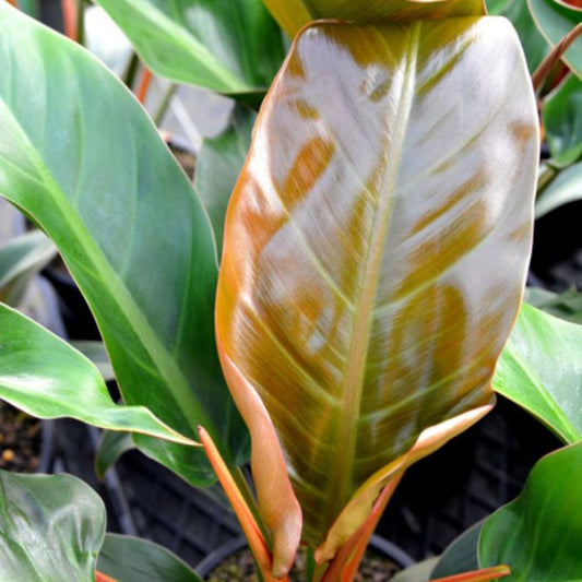 Philodendron 'Autumn' - Ladybird Nursery