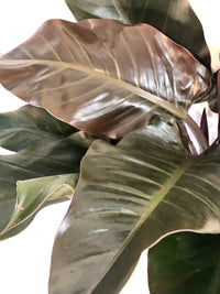Philodendron 'Autumn' - Ladybird Nursery