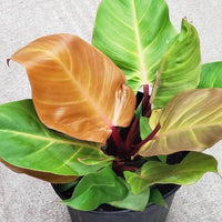 Philodendron 'Autumn' - Ladybird Nursery