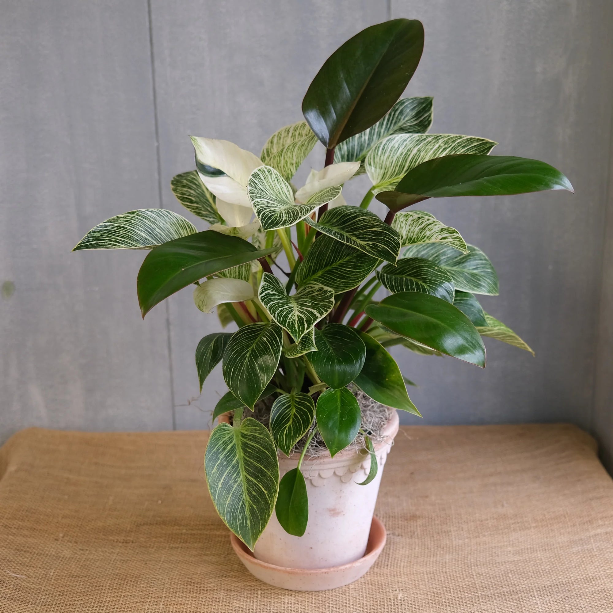 Philodendron Birkin - Ladybird Nursery