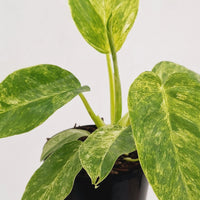 Philodendron 'Blizzard' (Philodendron Giganteum) - Ladybird Nursery