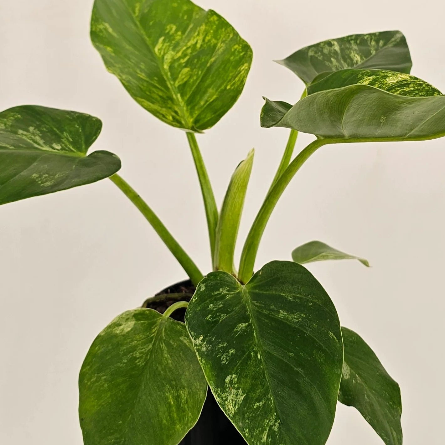Philodendron 'Blizzard' (Philodendron Giganteum) - Ladybird Nursery