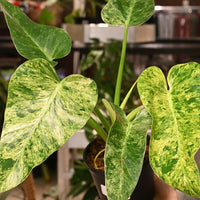 Philodendron 'Blizzard' (Philodendron Giganteum) - Ladybird Nursery