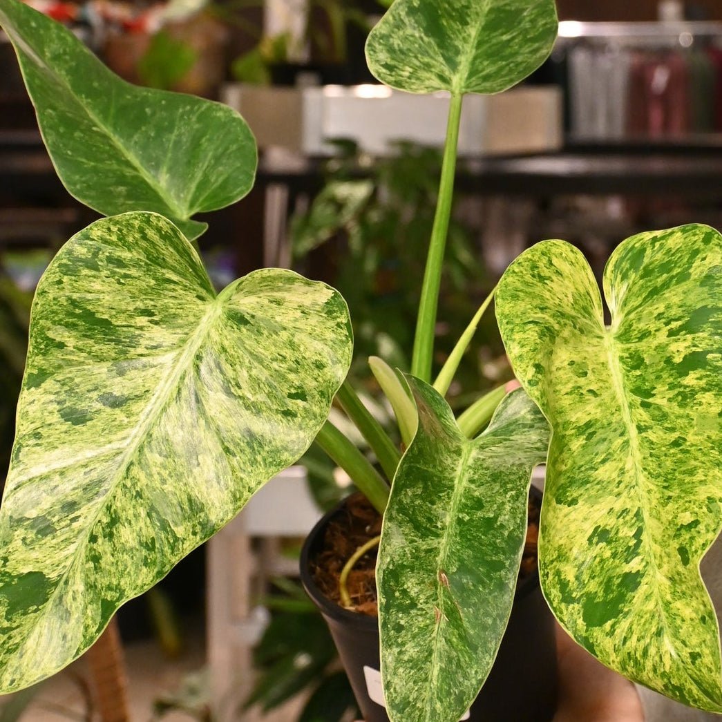 Philodendron 'Blizzard' (Philodendron Giganteum) - Ladybird Nursery
