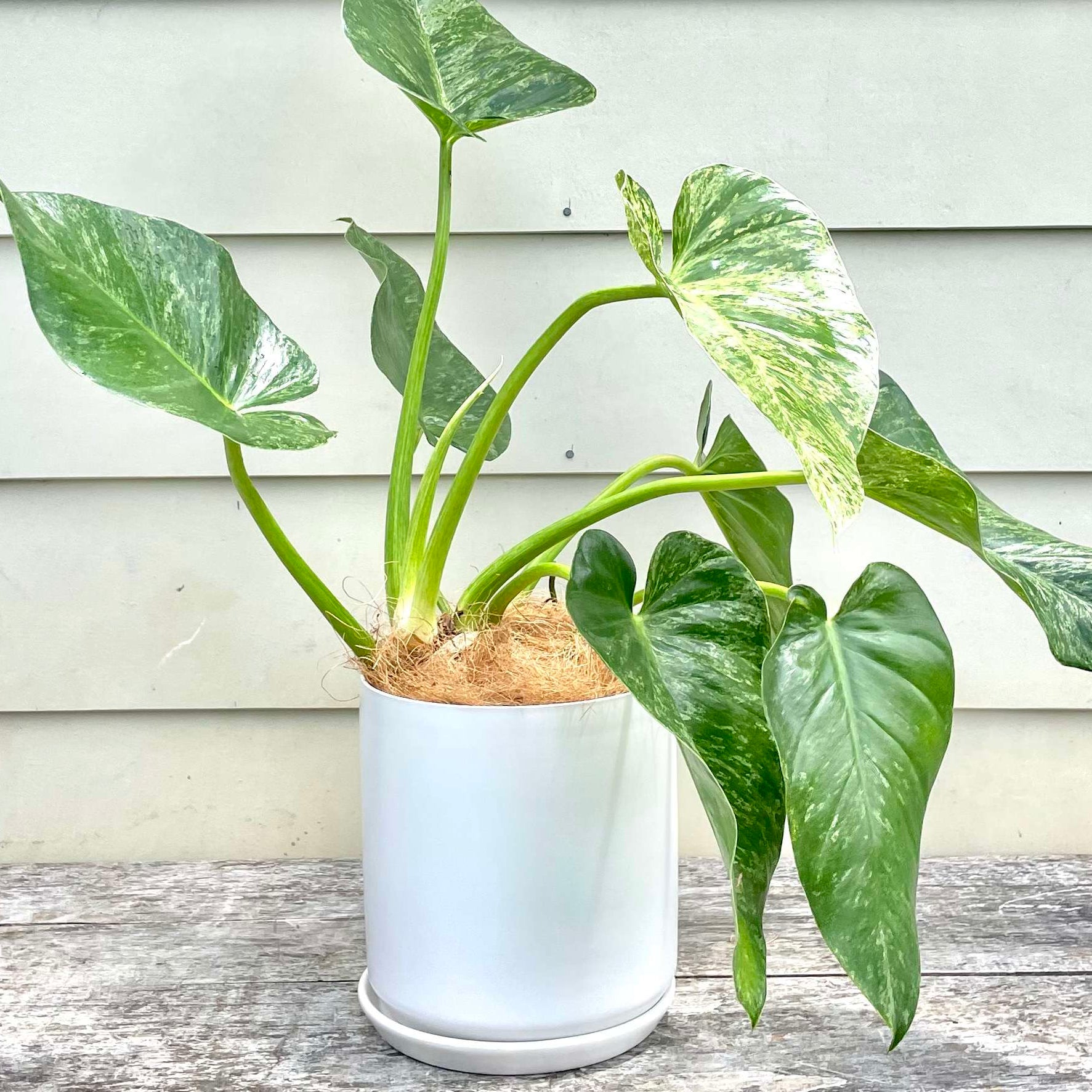 Philodendron 'Blizzard' (Philodendron Giganteum) - Ladybird Nursery