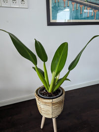 Philodendron 'Fat Boy 2.0' - Large - Ladybird Nursery