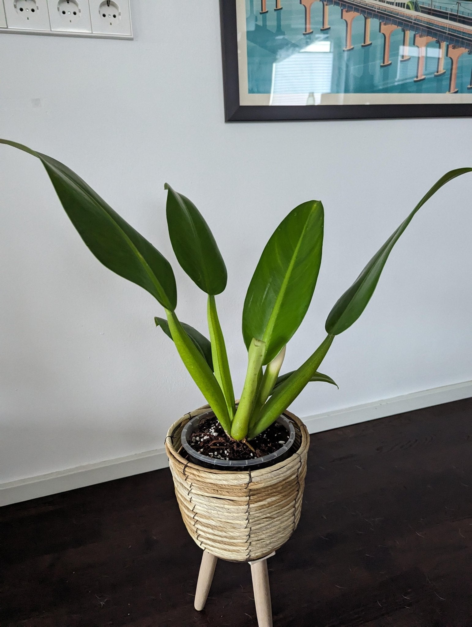 Philodendron 'Fat Boy 2.0' - Large - Ladybird Nursery