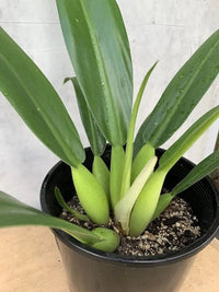 Philodendron 'Fat Boy 2.0' - Ladybird Nursery