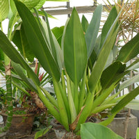 Philodendron 'Fat Boy 2.0' - Jumbo (PICK UP ONLY) - Ladybird Nursery