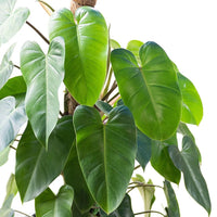 Philodendron Emerald Green - Ladybird Nursery
