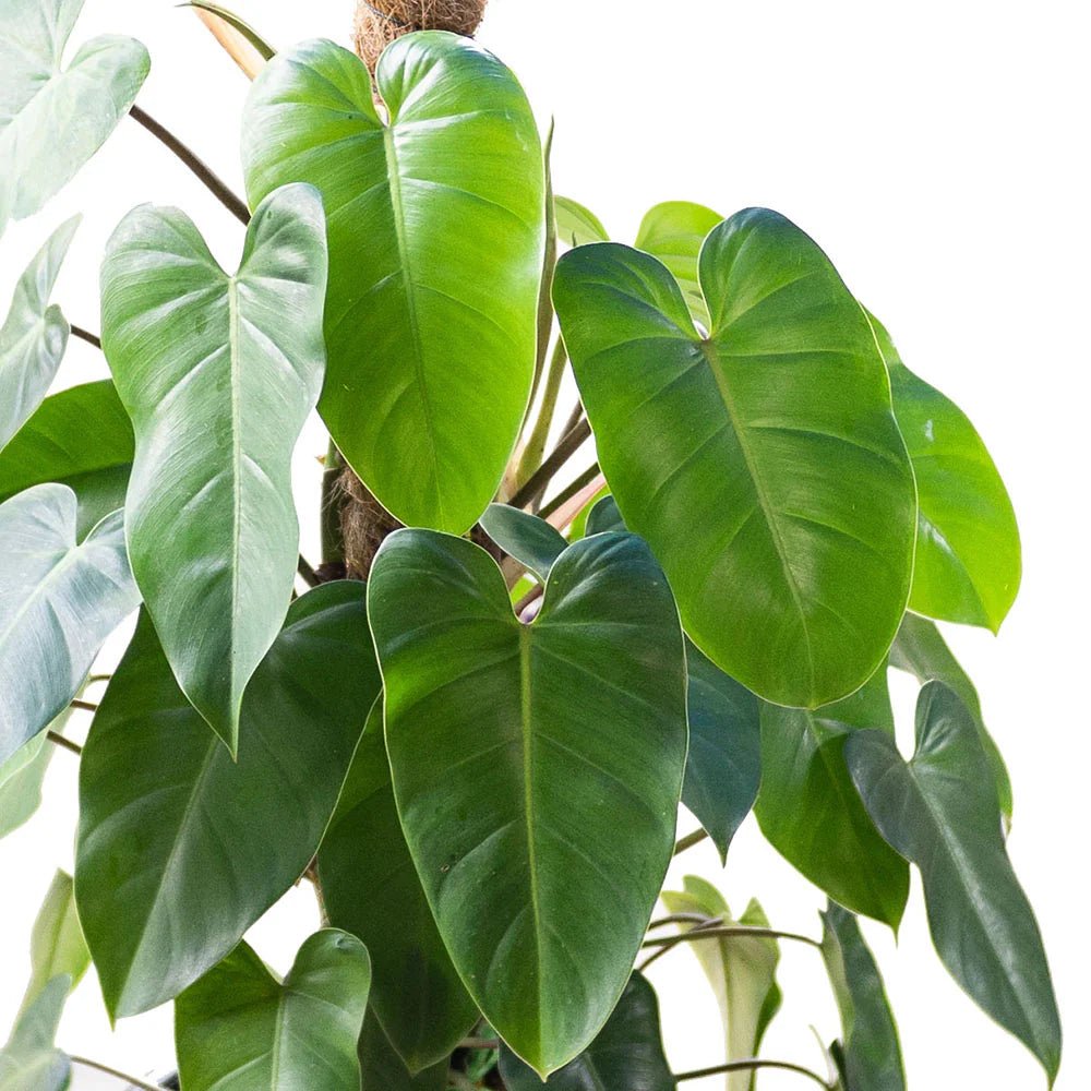 Philodendron Emerald Green - Ladybird Nursery