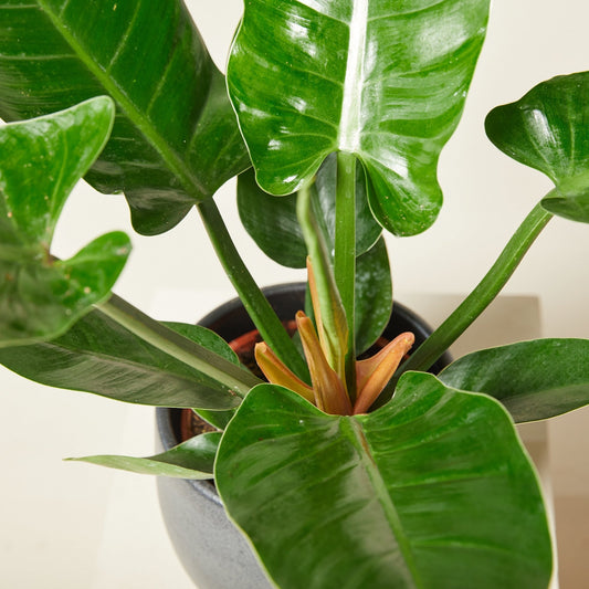 Philodendron 'Imperial Green' - Ladybird Nursery