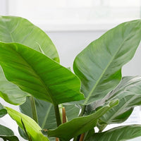 Philodendron 'Imperial Green' - Ladybird Nursery