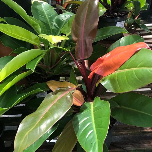 Philodendron 'Imperial Red' - Ladybird Nursery