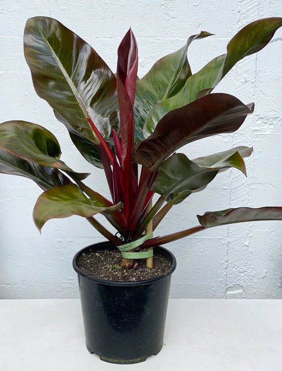 Philodendron 'Imperial Red' - Large - Ladybird Nursery
