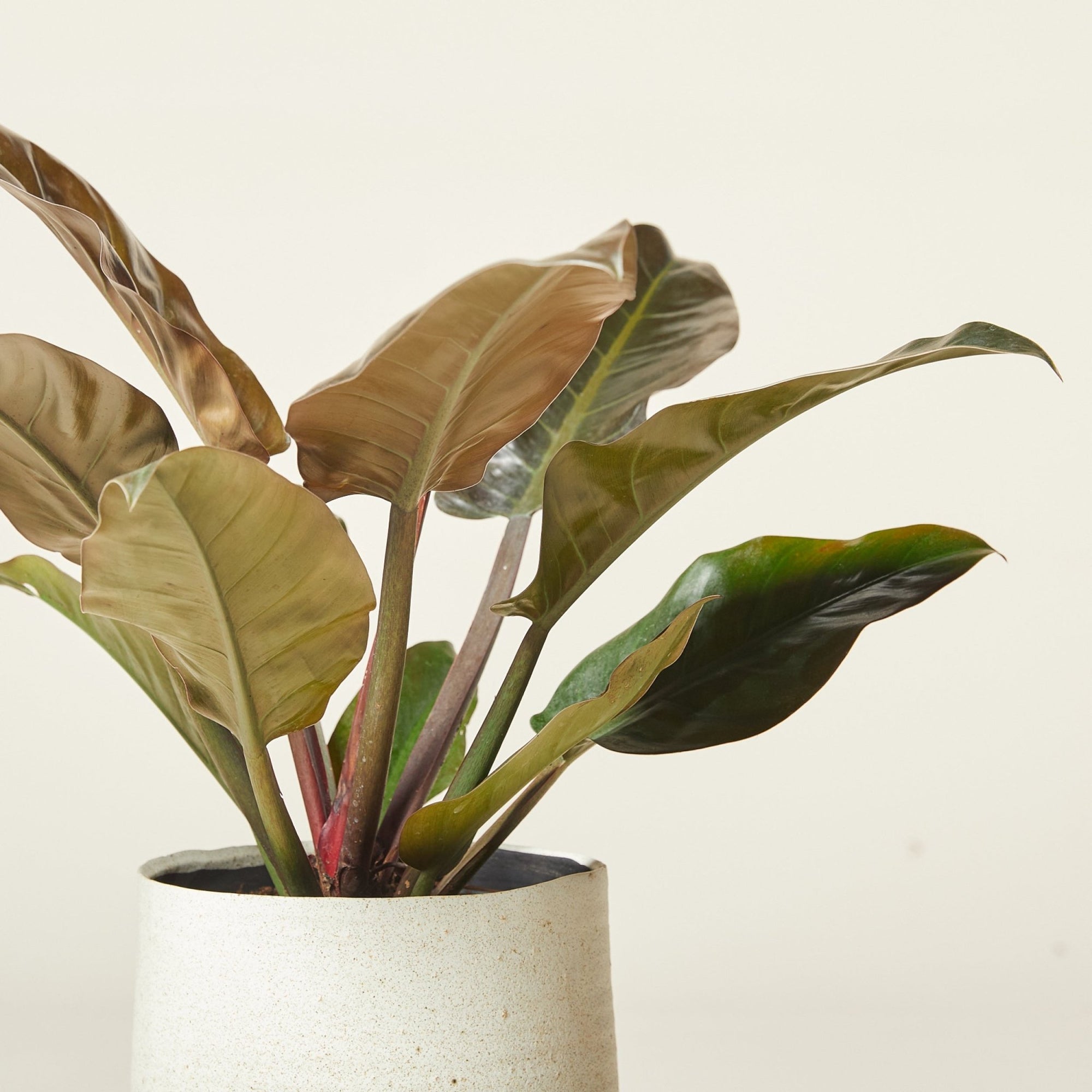 Philodendron 'Imperial Red' - Ladybird Nursery