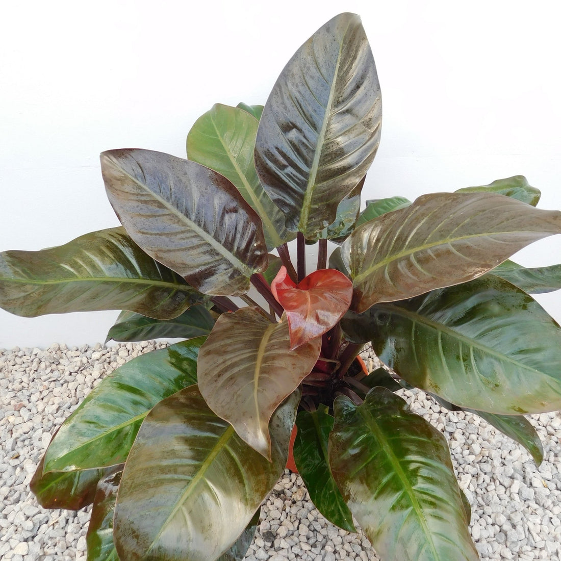 Philodendron 'Imperial Red' - Large - Ladybird Nursery